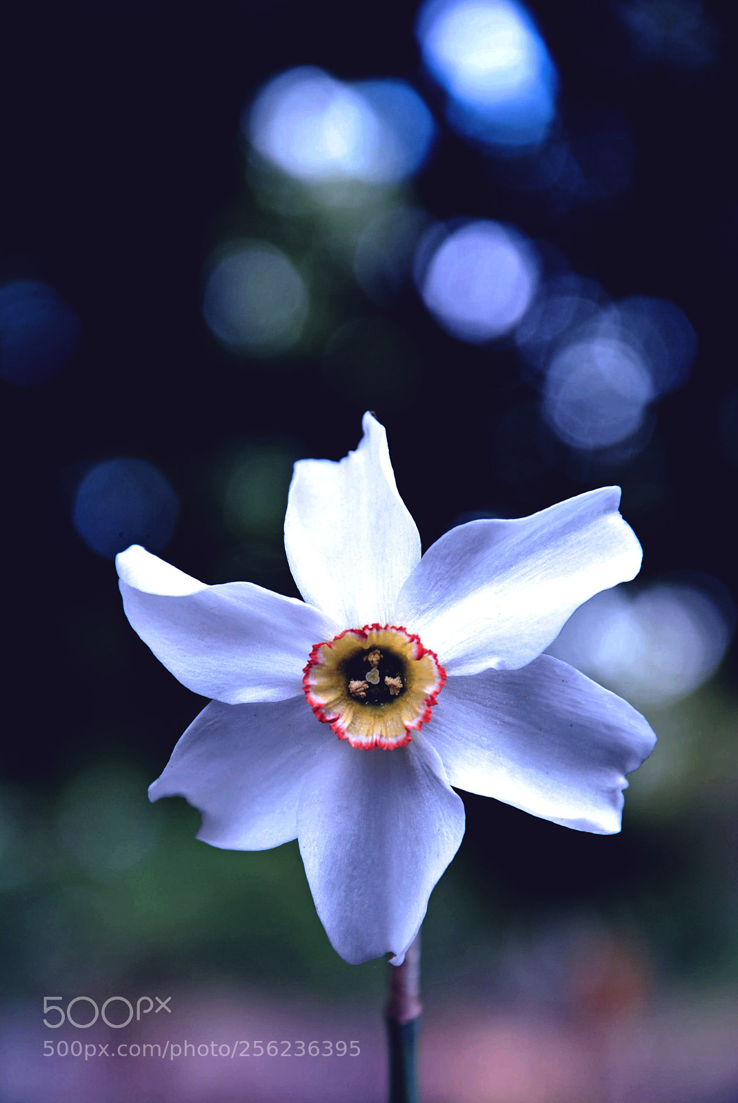 Nikon D5200 sample photo. Flower photography