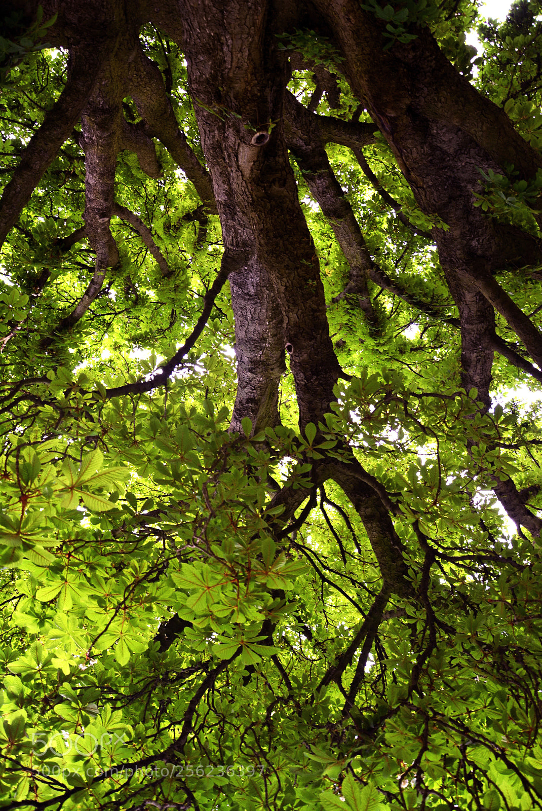 Nikon D5200 sample photo. Tree photography