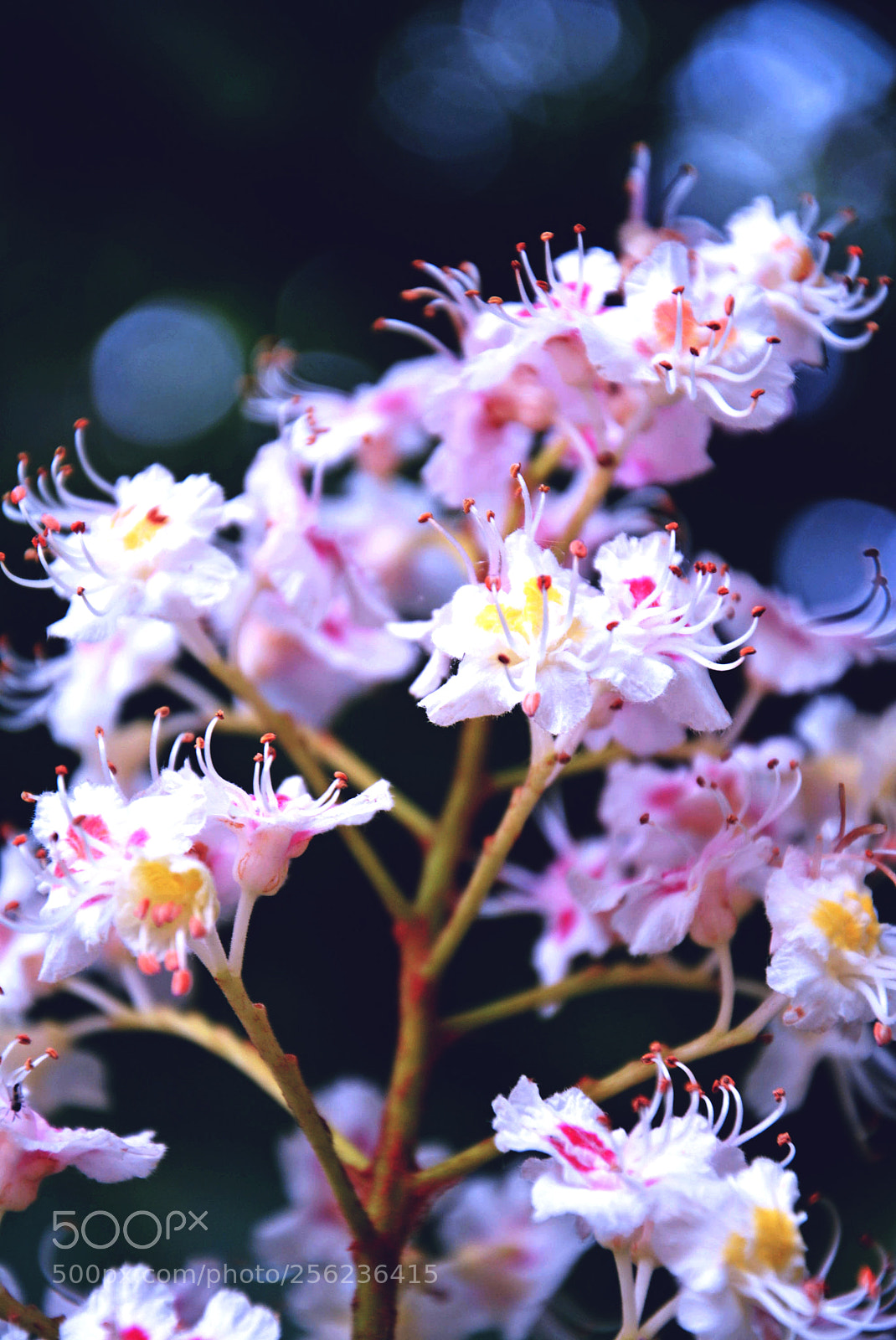 Nikon D5200 sample photo. Flowers photography