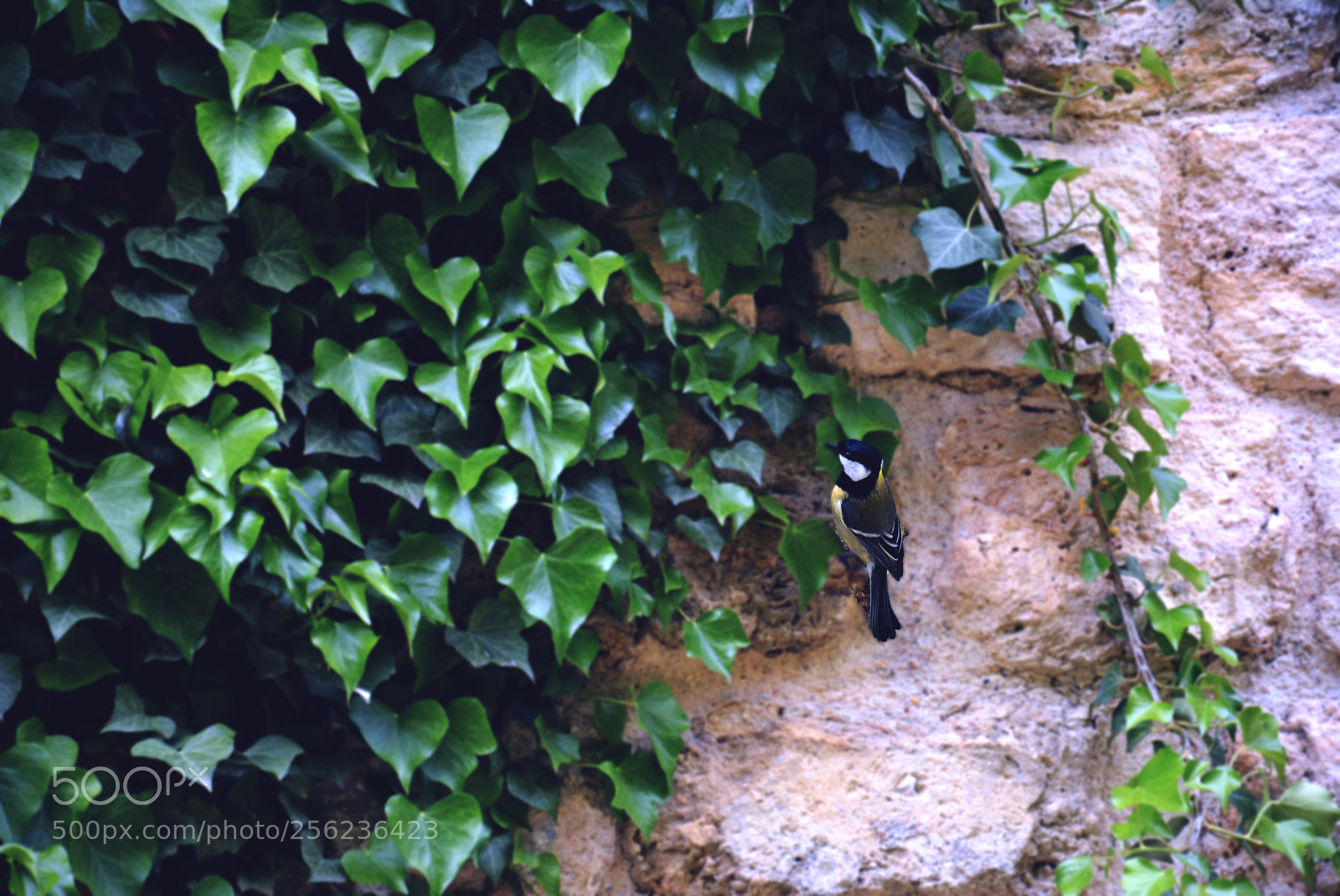 Nikon D5200 sample photo. Bird photography