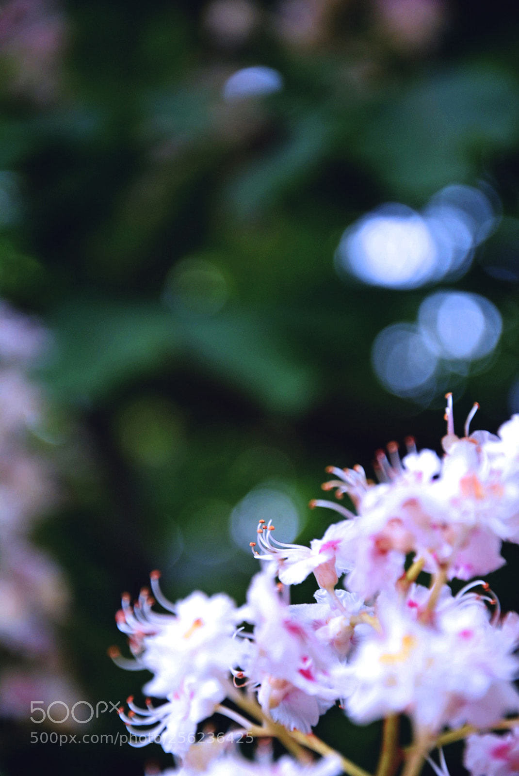 Nikon D5200 sample photo. Fower photography