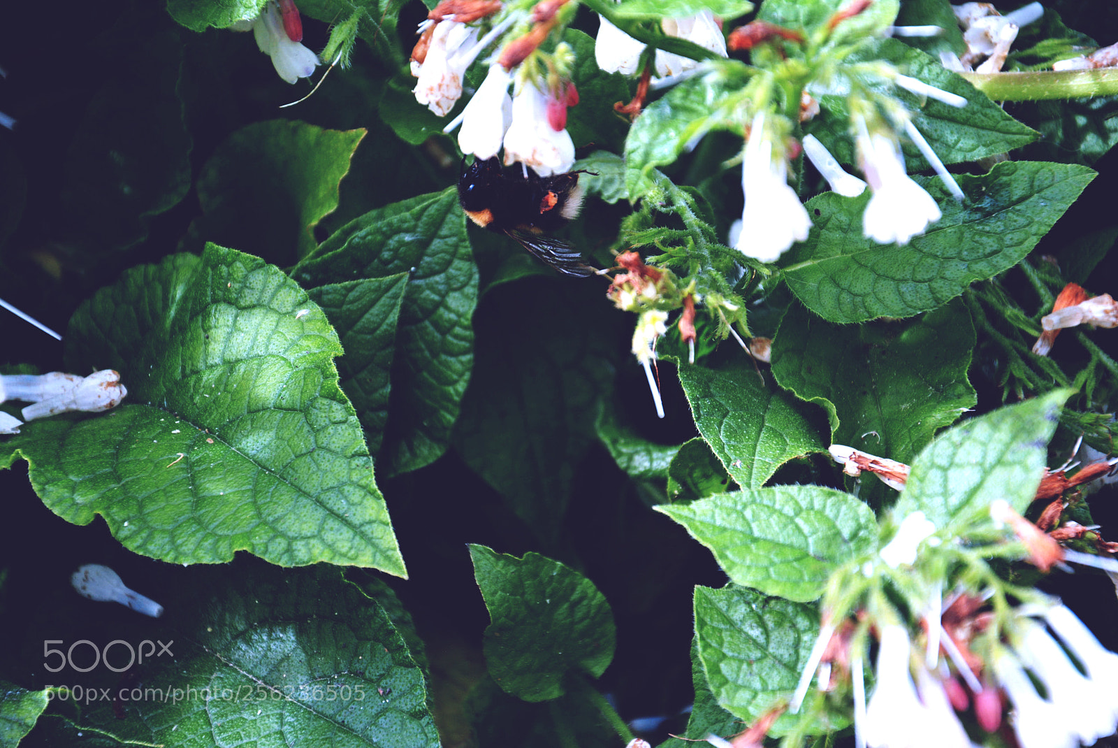 Nikon D5200 sample photo. Bee photography