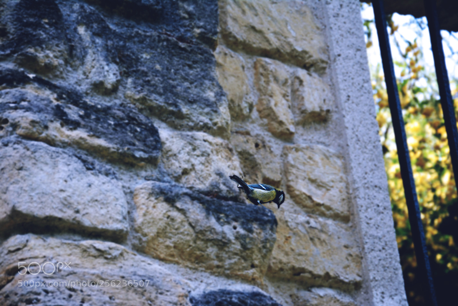 Nikon D5200 sample photo. Bird photography