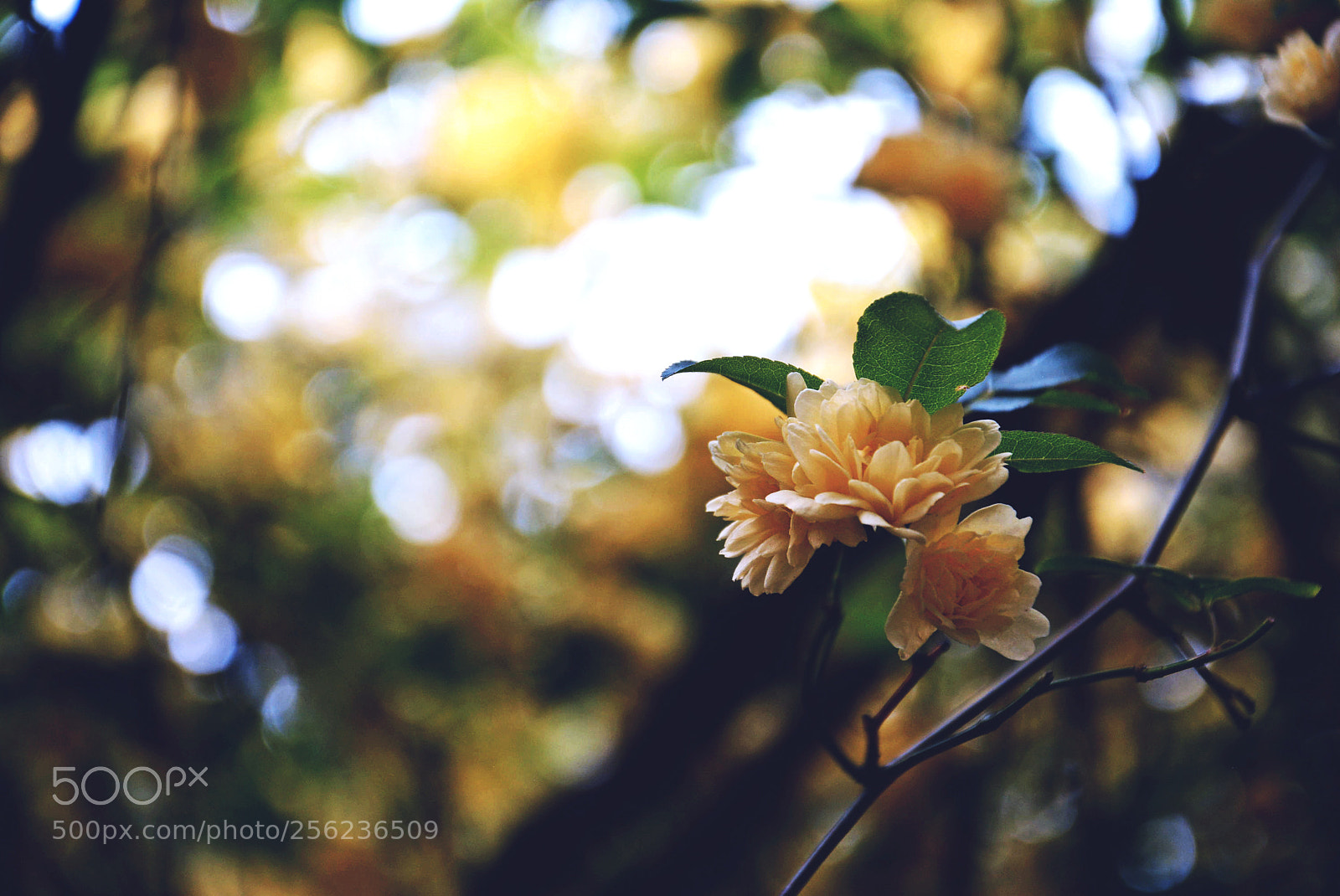 Nikon D5200 sample photo. Flowers photography