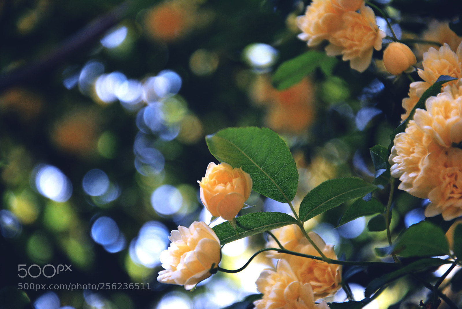 Nikon D5200 sample photo. Flowers photography