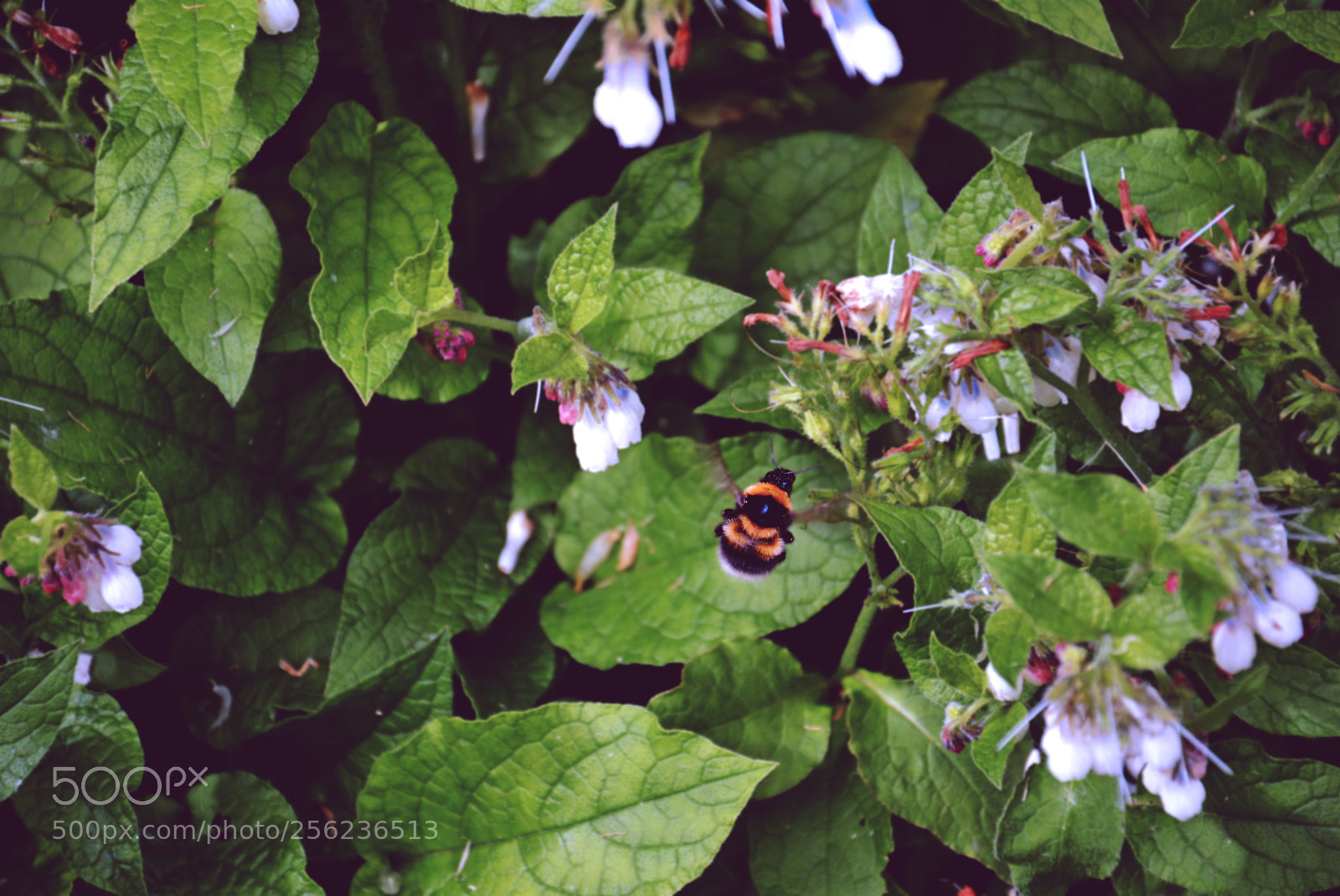Nikon D5200 sample photo. Bee photography