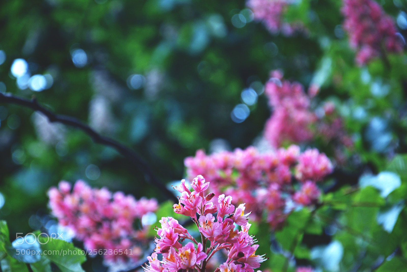 Nikon D5200 sample photo. Flowers photography
