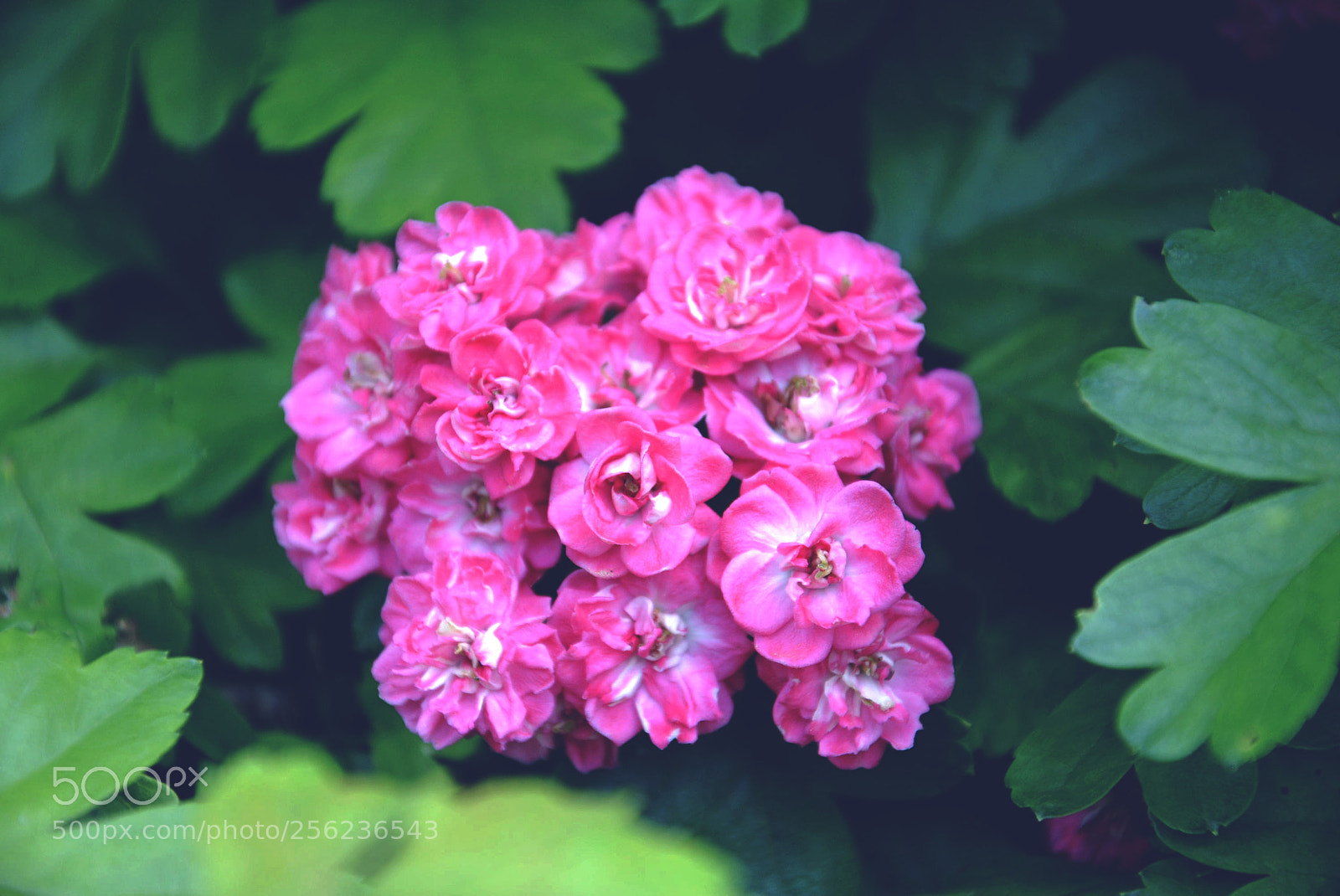 Nikon D5200 sample photo. Flowers photography
