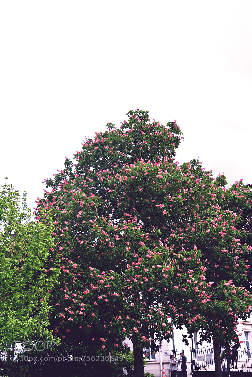 Nikon D5200 sample photo. Tree photography