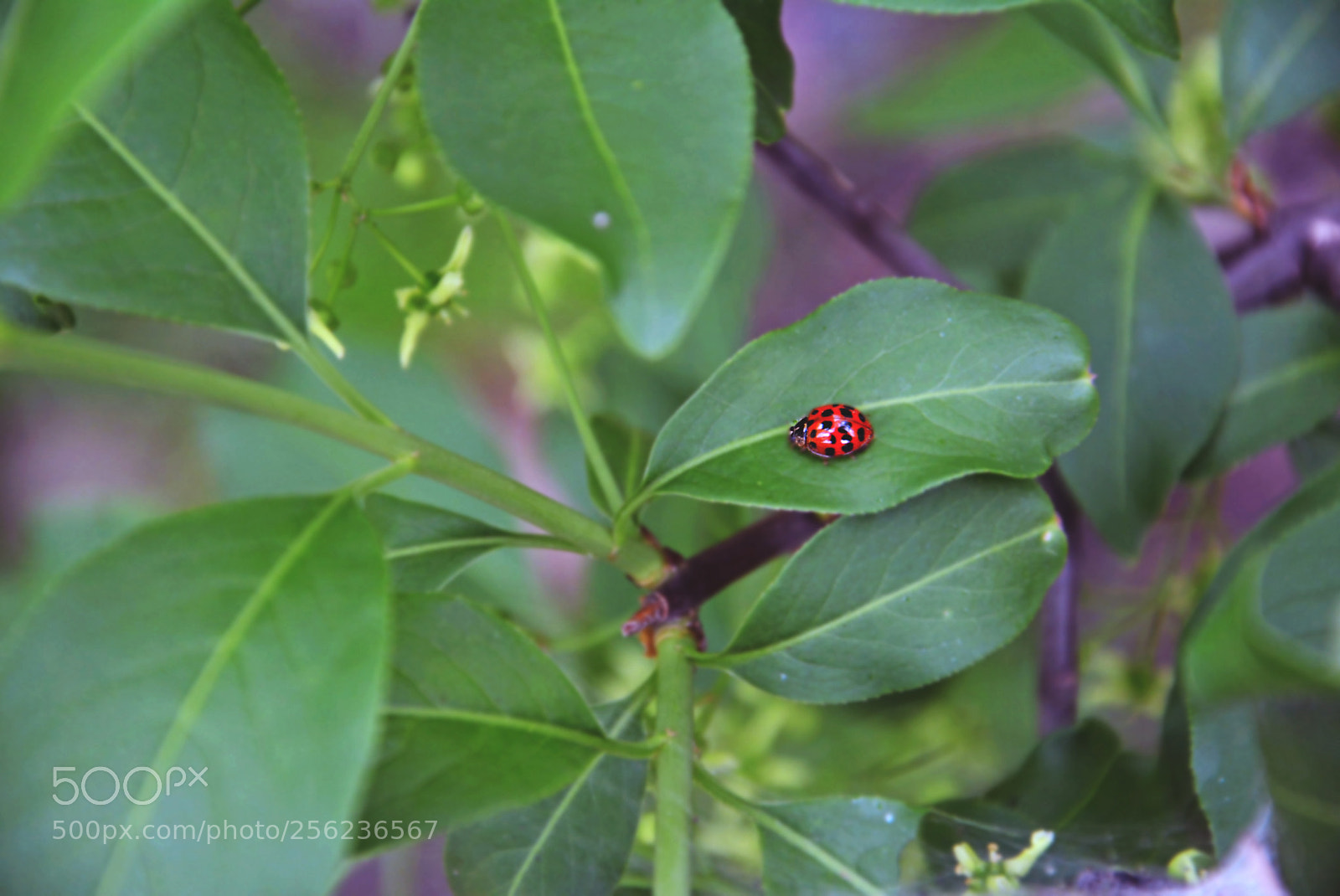 Nikon D5200 sample photo. Ladybug photography