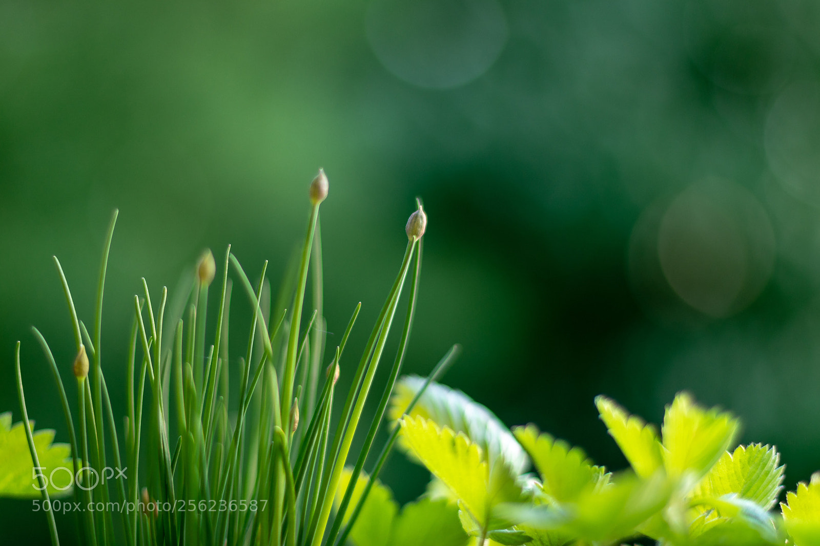 Canon EOS 77D (EOS 9000D / EOS 770D) sample photo. Chives and strawberrys photography
