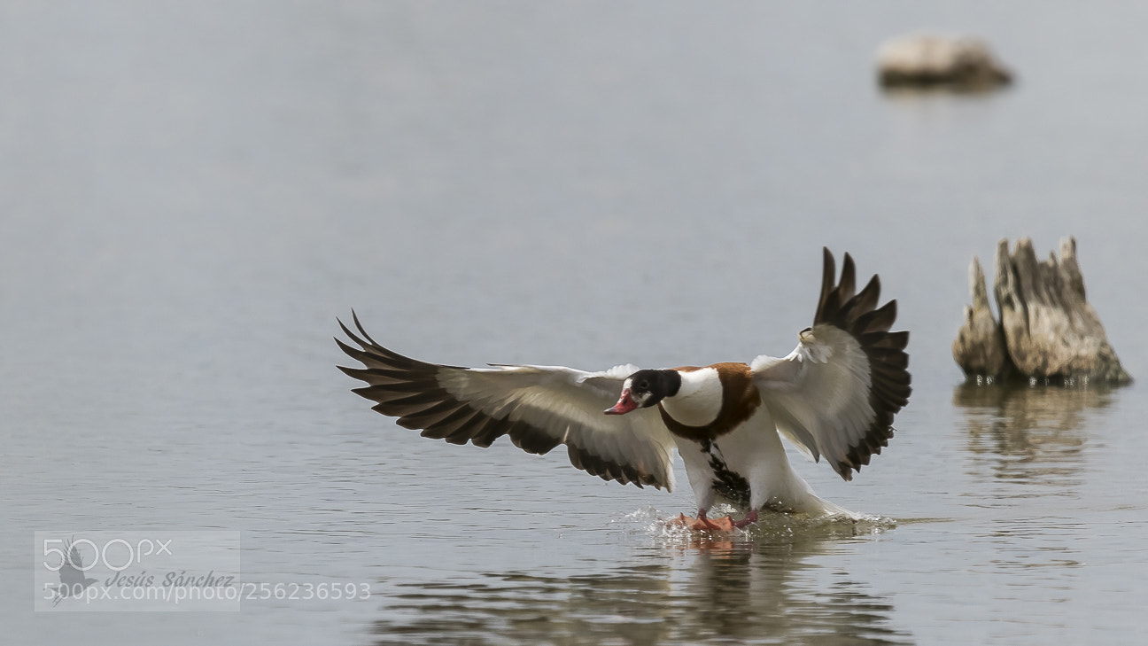 Canon EOS 7D Mark II sample photo. Tarro blanco (tadorna tadorna) photography