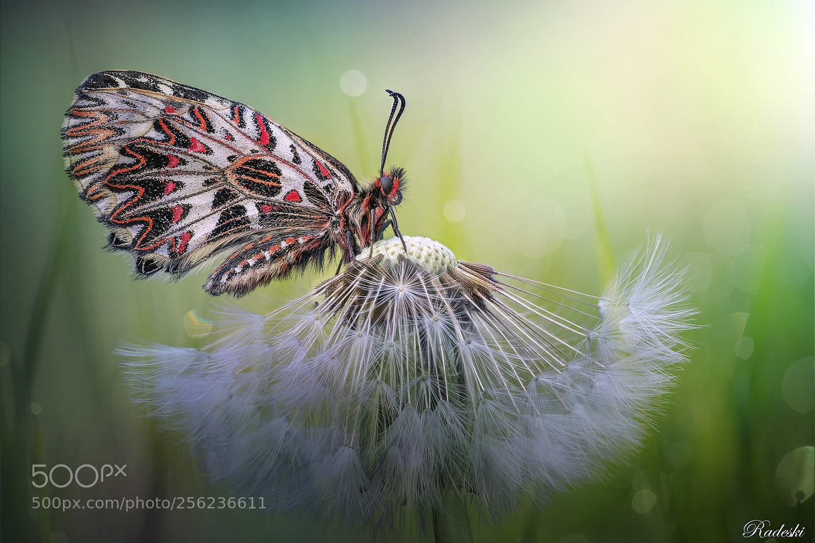Nikon D850 sample photo. Butterfly in the dreams  photography