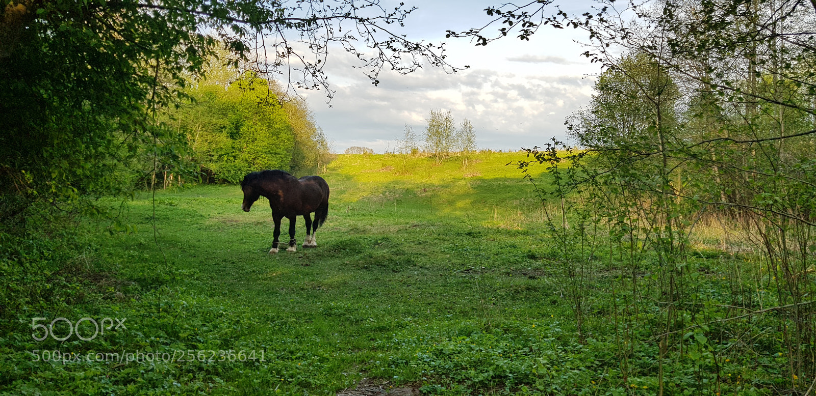 Samsung Galaxy S8 sample photo. Horse photography