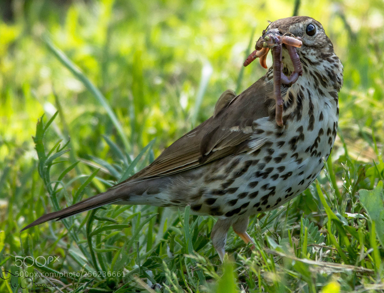 Nikon D7200 sample photo. Turdus philomelos photography