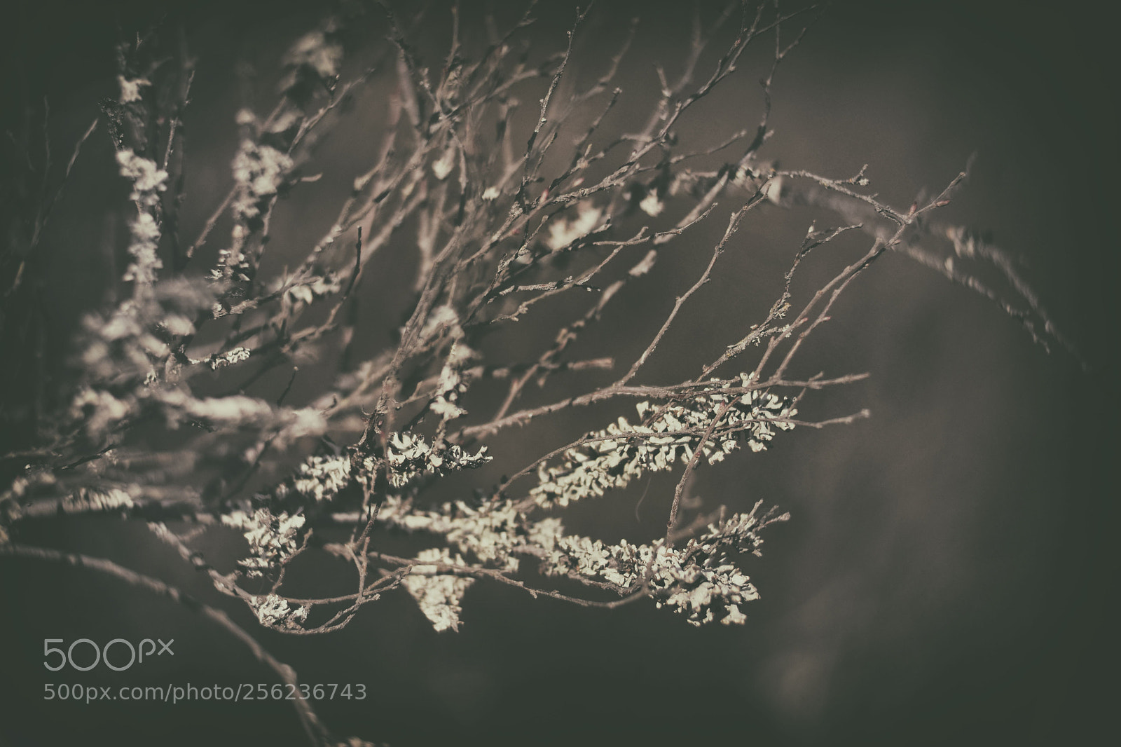 Nikon D5300 sample photo. Lichnes photography