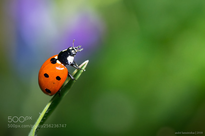 Nikon D5300 sample photo. Joaninha (coccinella septempunctata) | ladybug photography