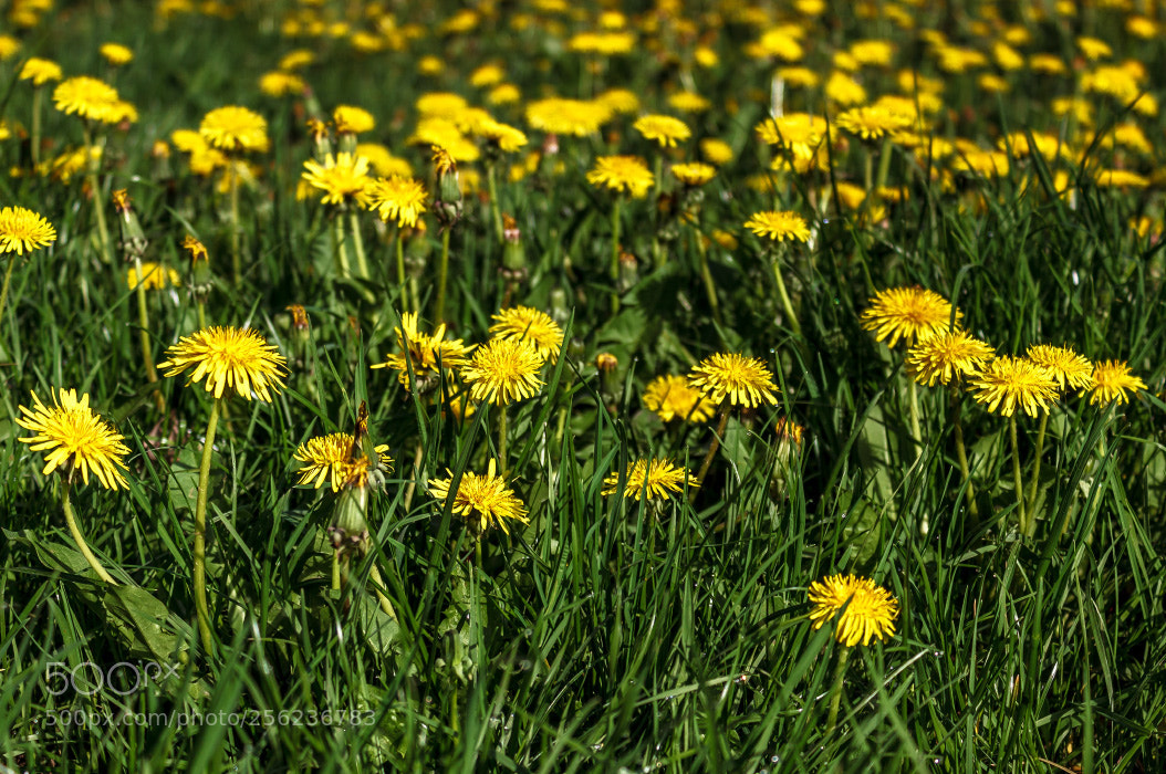 Canon EOS 600D (Rebel EOS T3i / EOS Kiss X5) sample photo. Field of dandelions photography