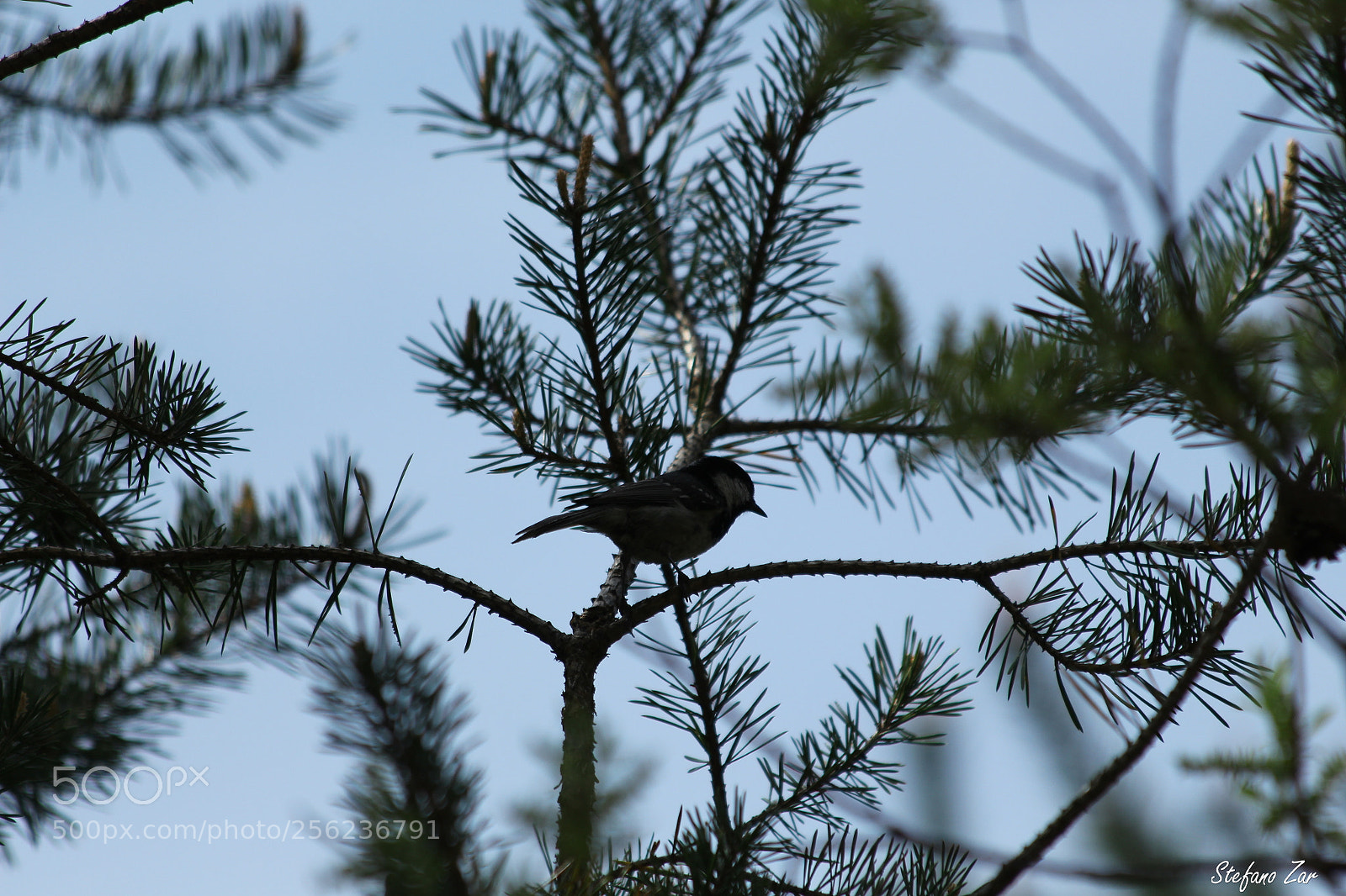 Canon EOS 700D (EOS Rebel T5i / EOS Kiss X7i) sample photo. Tra i rami photography