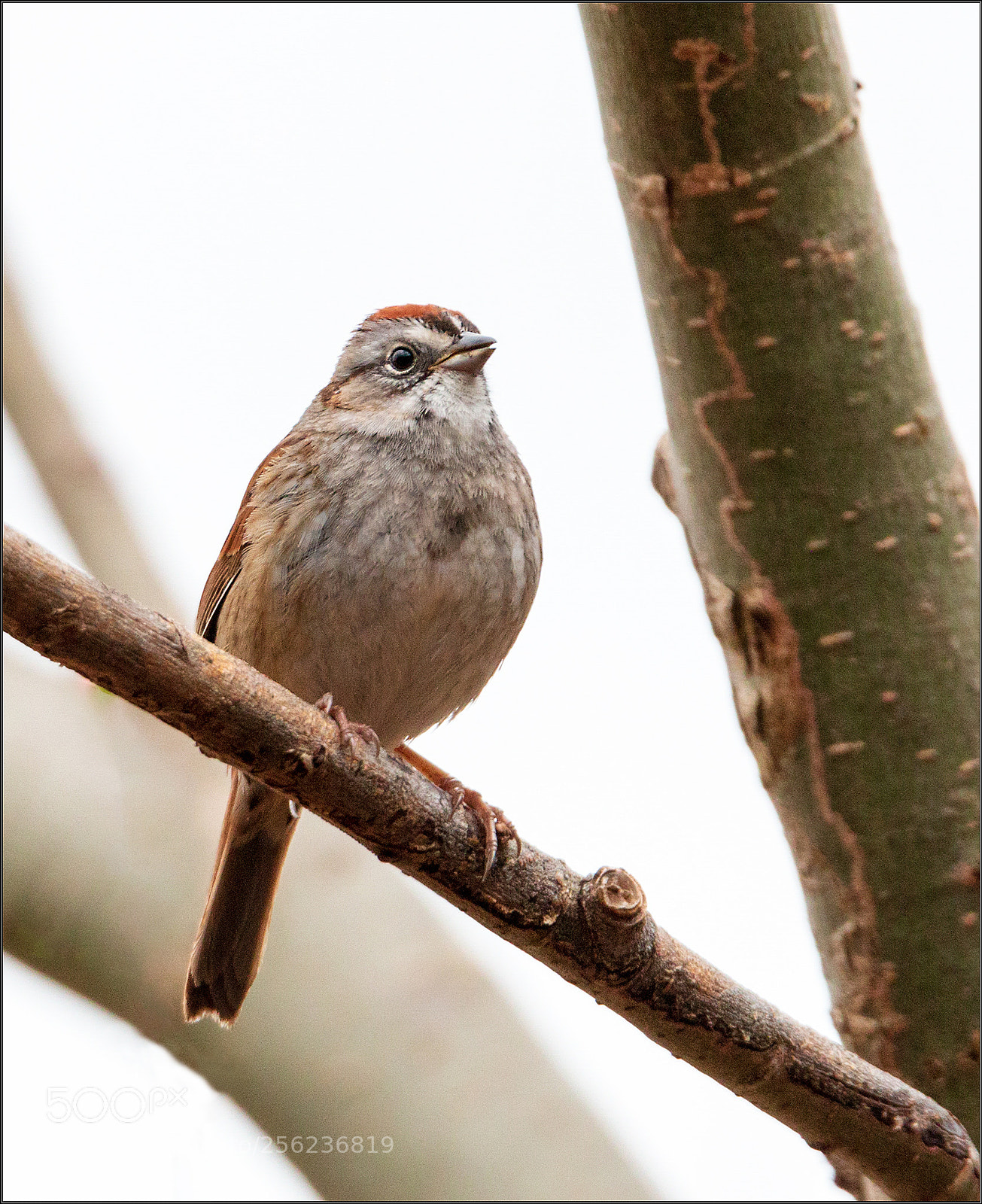 Canon EOS 70D sample photo. Swamp sparrow photography