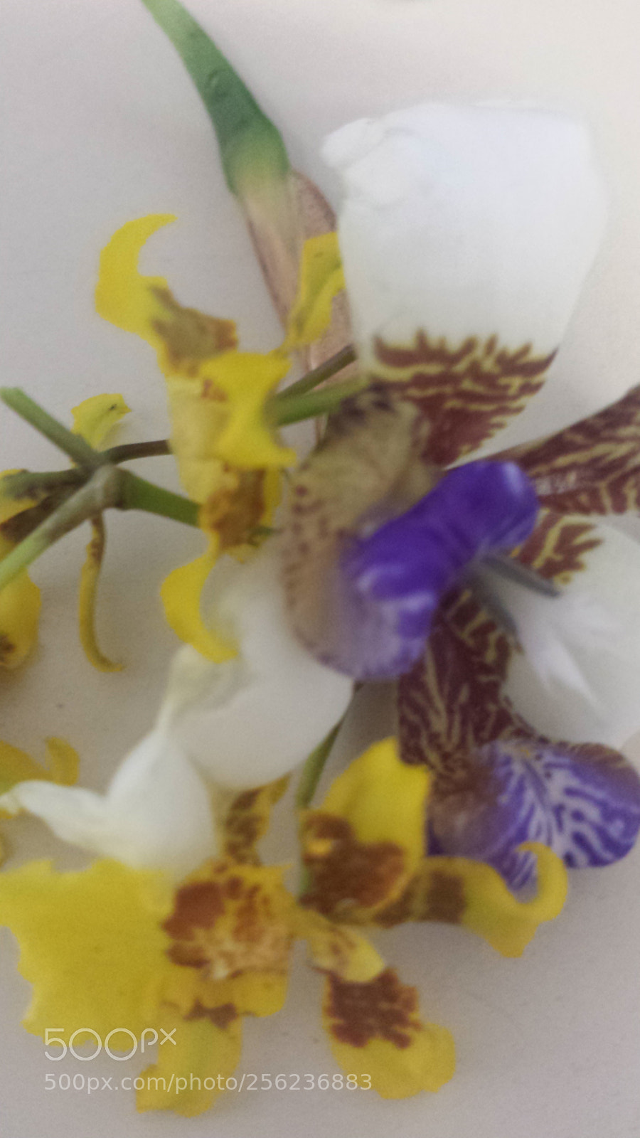 Samsung Galaxy S4 sample photo. Untitled photography