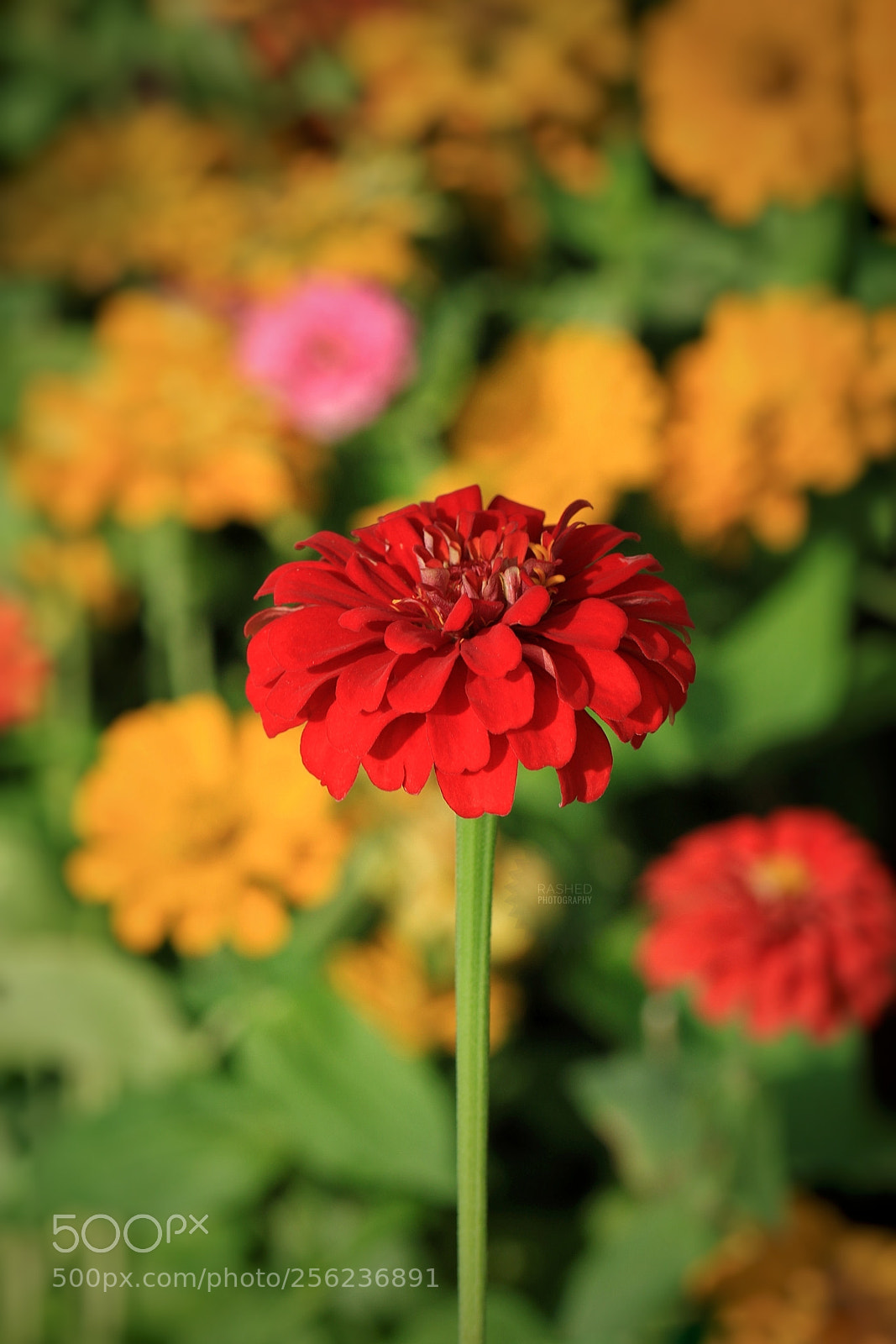 Canon EOS 7D Mark II sample photo. Untitled photography