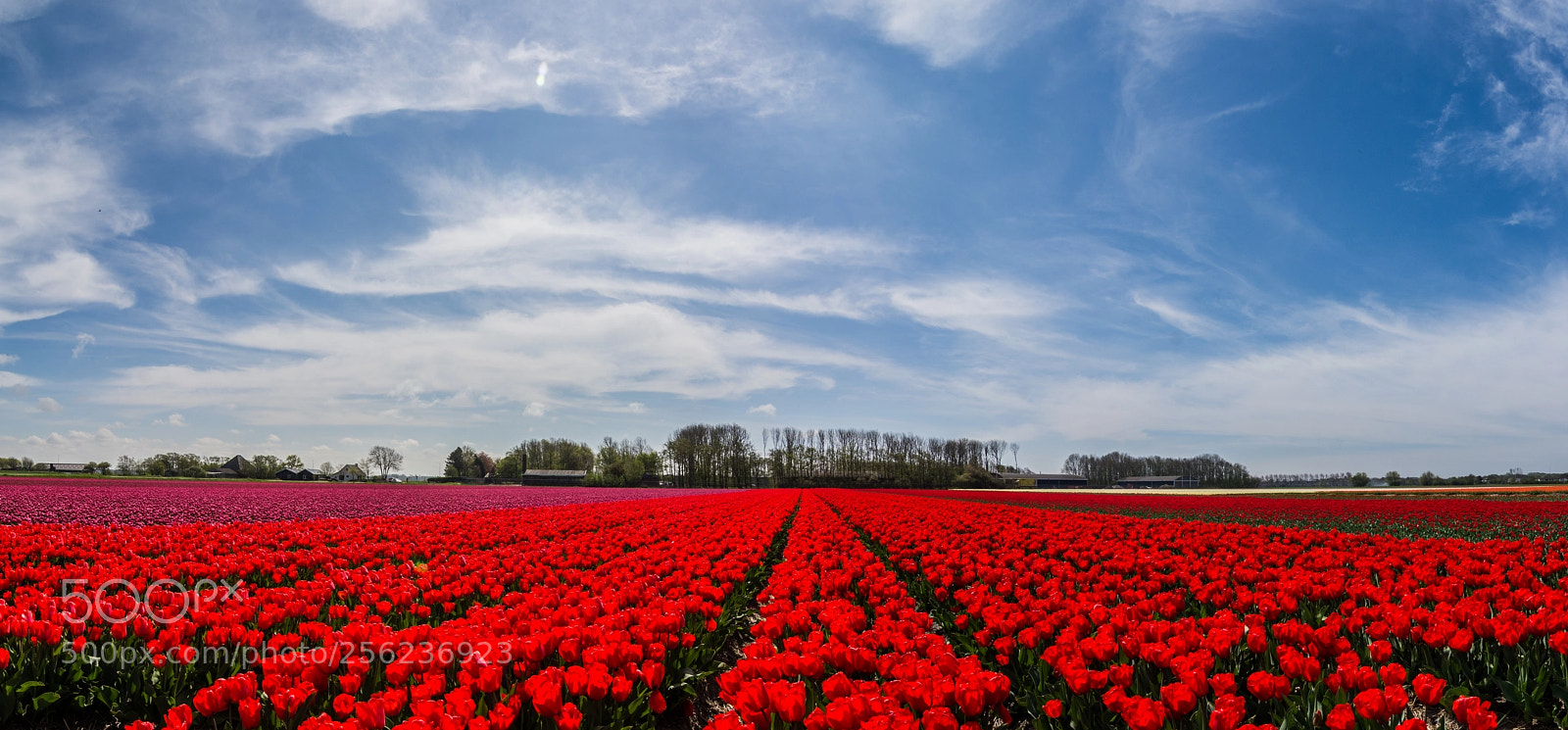 Nikon D7200 sample photo. Tulips as far as photography