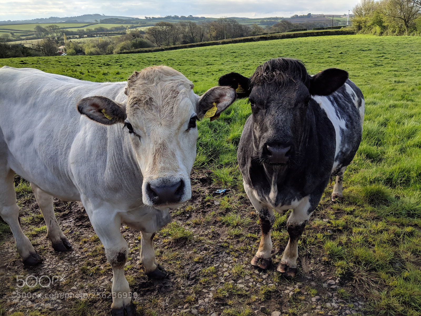 Google Pixel 2 XL sample photo. Morning cows photography