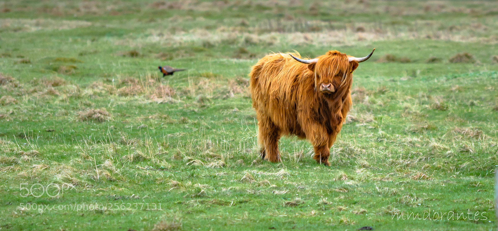 Nikon D5200 sample photo. Cowbain photography