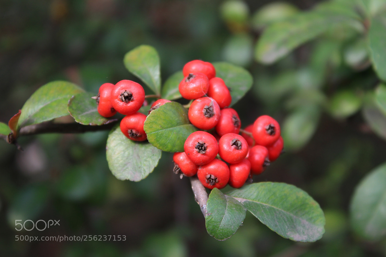 Canon EOS 1300D (EOS Rebel T6 / EOS Kiss X80) sample photo. Red hawthorn photography