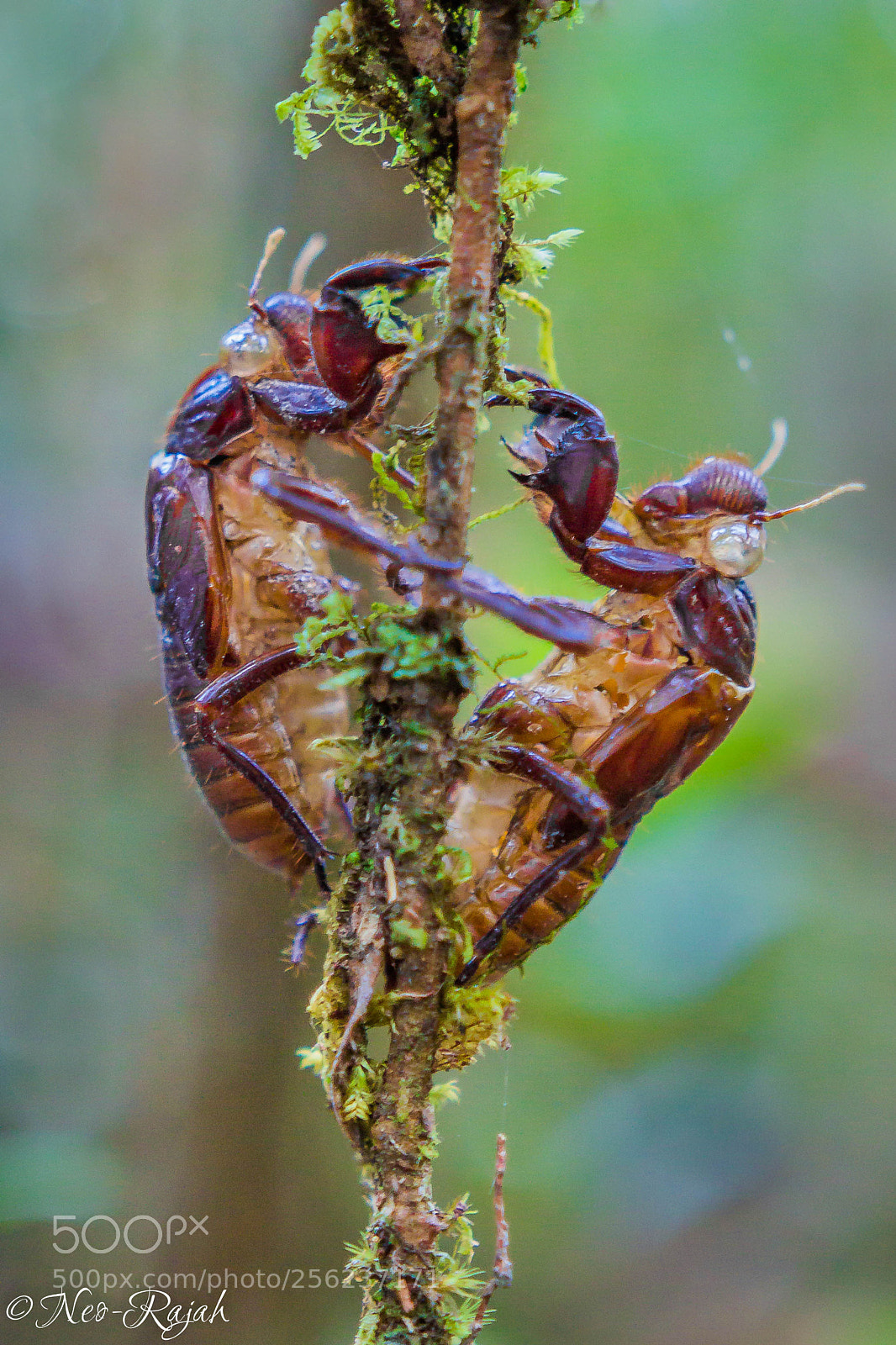 Canon EOS 60D sample photo. "cicada moult" photography