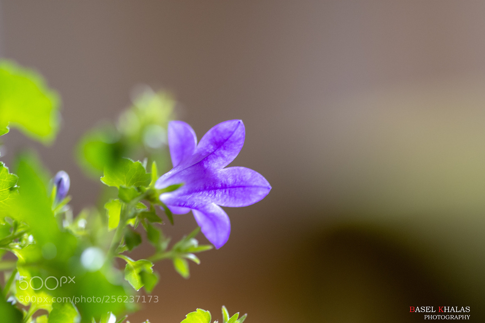Nikon D7200 sample photo. Untitled photography