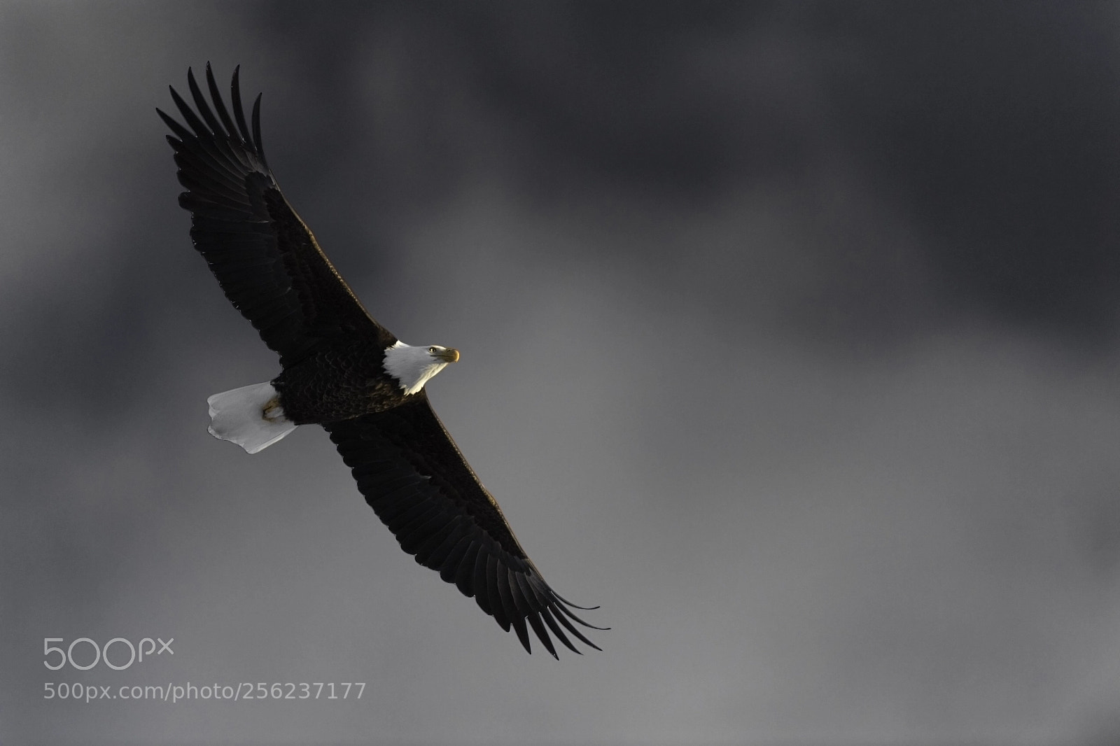 Nikon D5 sample photo. Bald eagle soars against photography