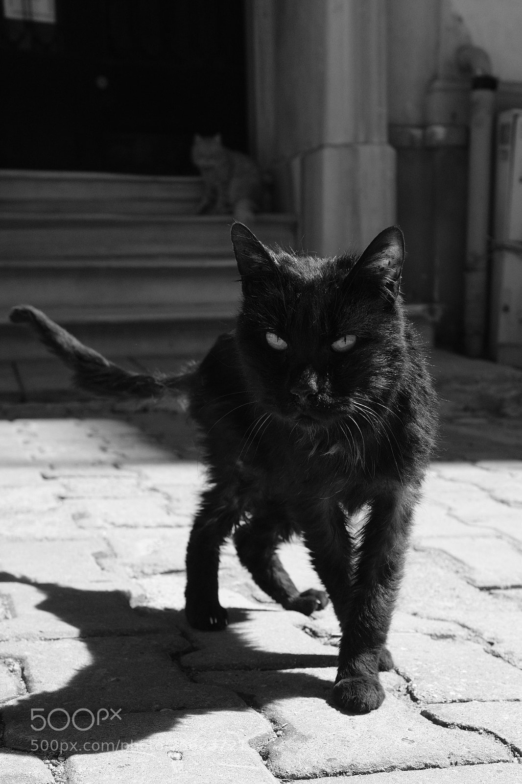 Fujifilm X100F sample photo. Black cat in the photography