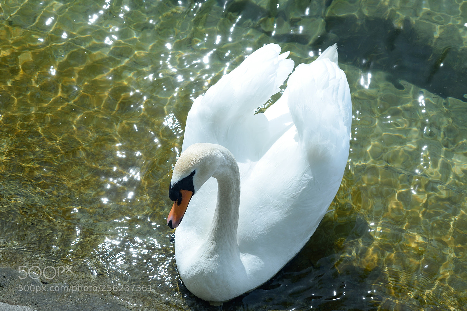 Nikon D3300 sample photo. Schwan photography