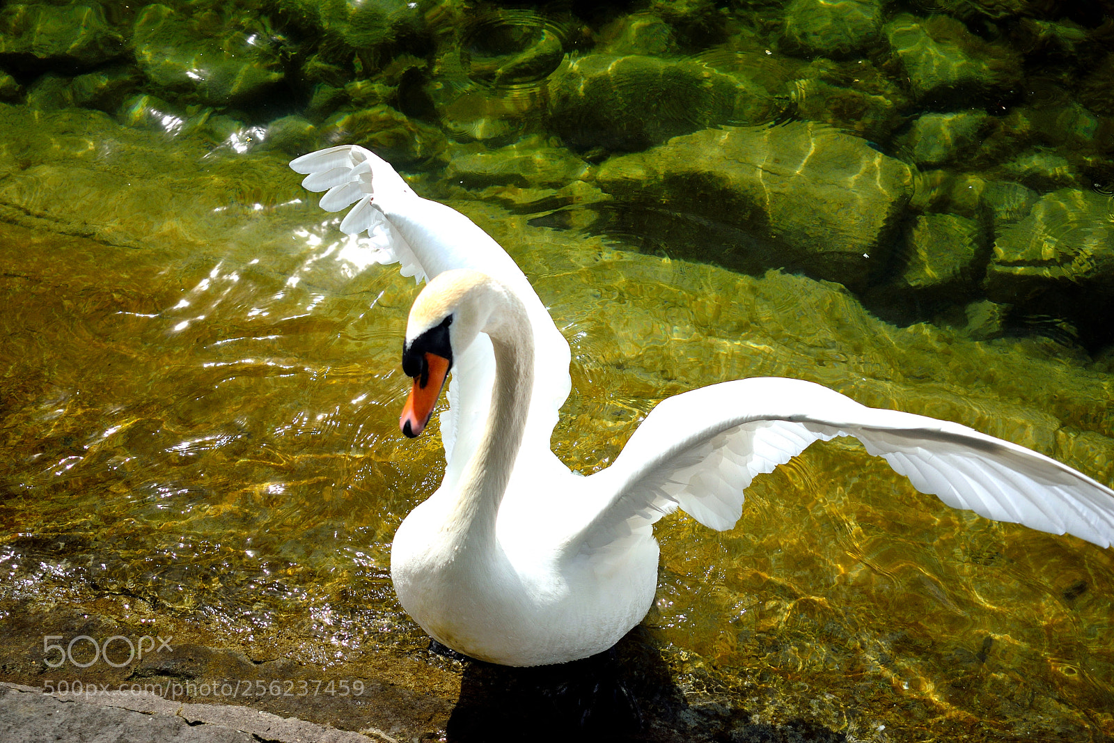 Nikon D3300 sample photo. Schwan photography