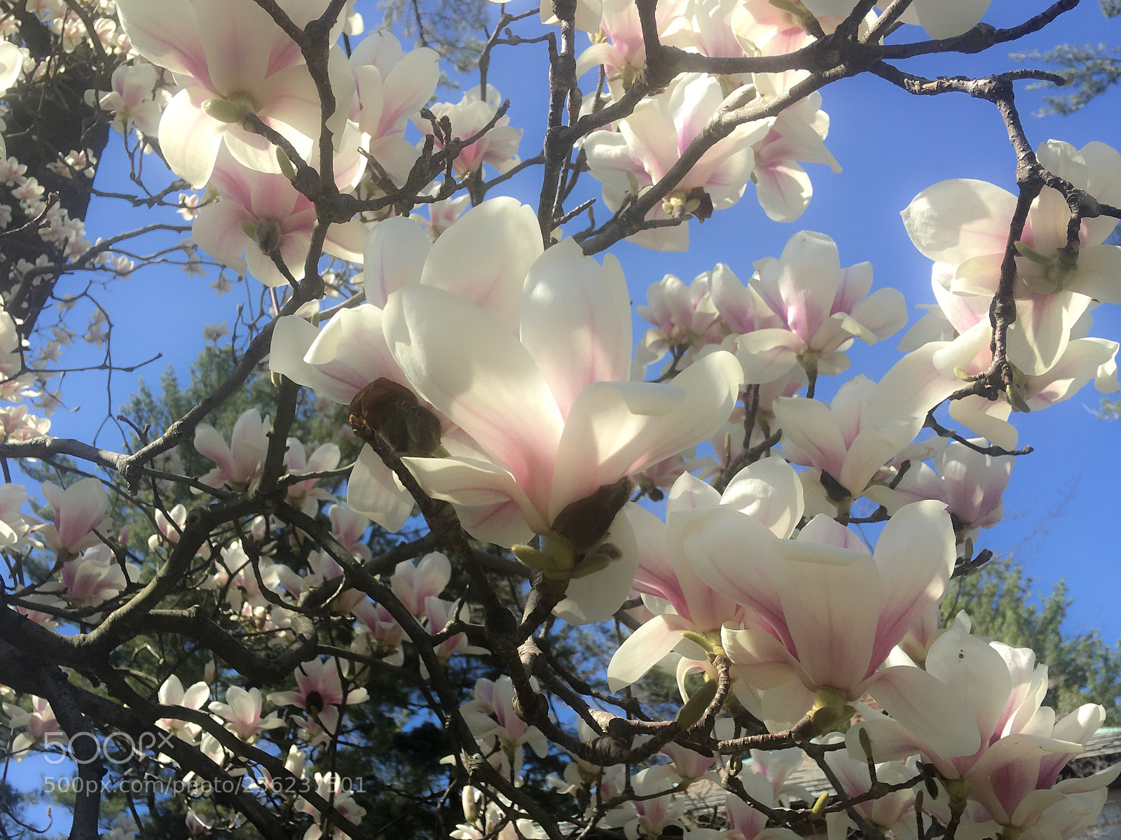 Apple iPhone 6s Plus sample photo. Flowers  photography