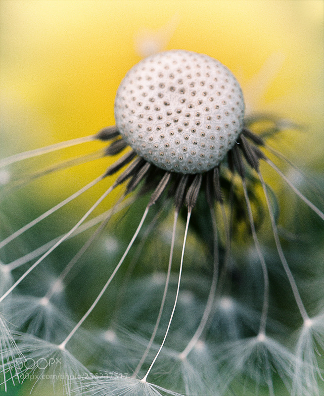 Canon EOS 500D (EOS Rebel T1i / EOS Kiss X3) sample photo. Two kinds of dandelion photography