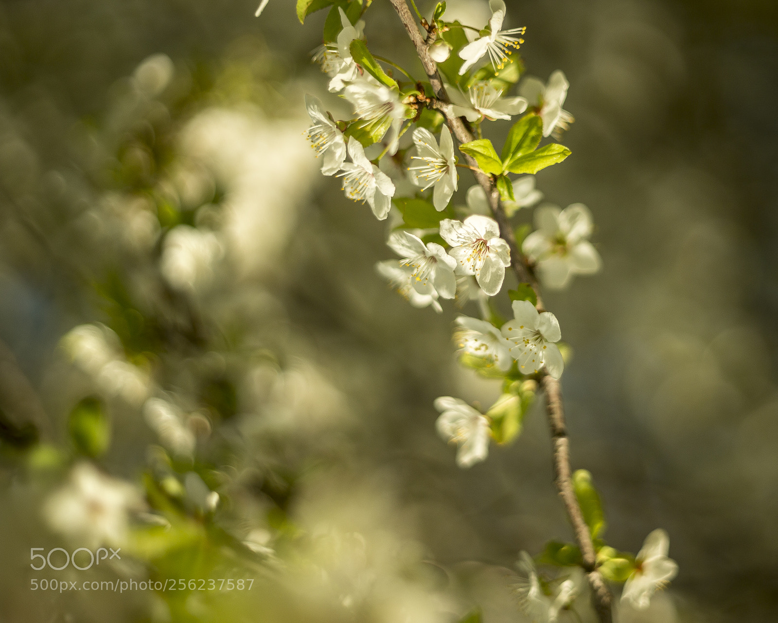 Canon EOS 6D sample photo. Blossom photography