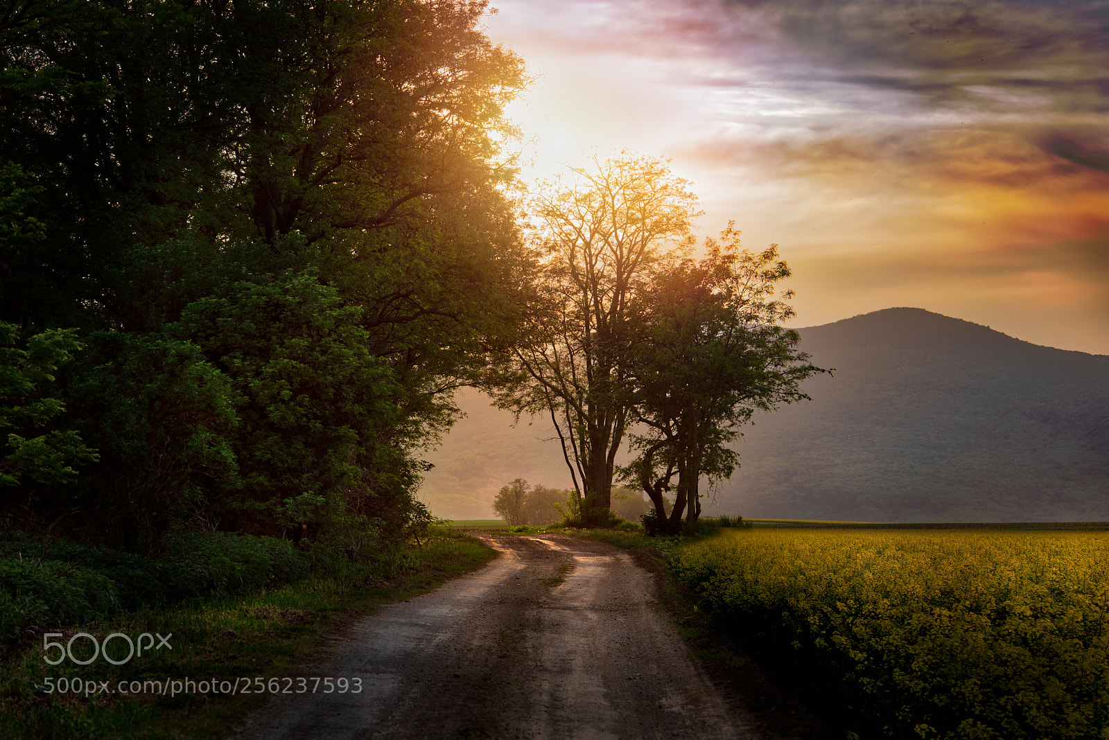 Nikon D750 sample photo. Road to sunset photography