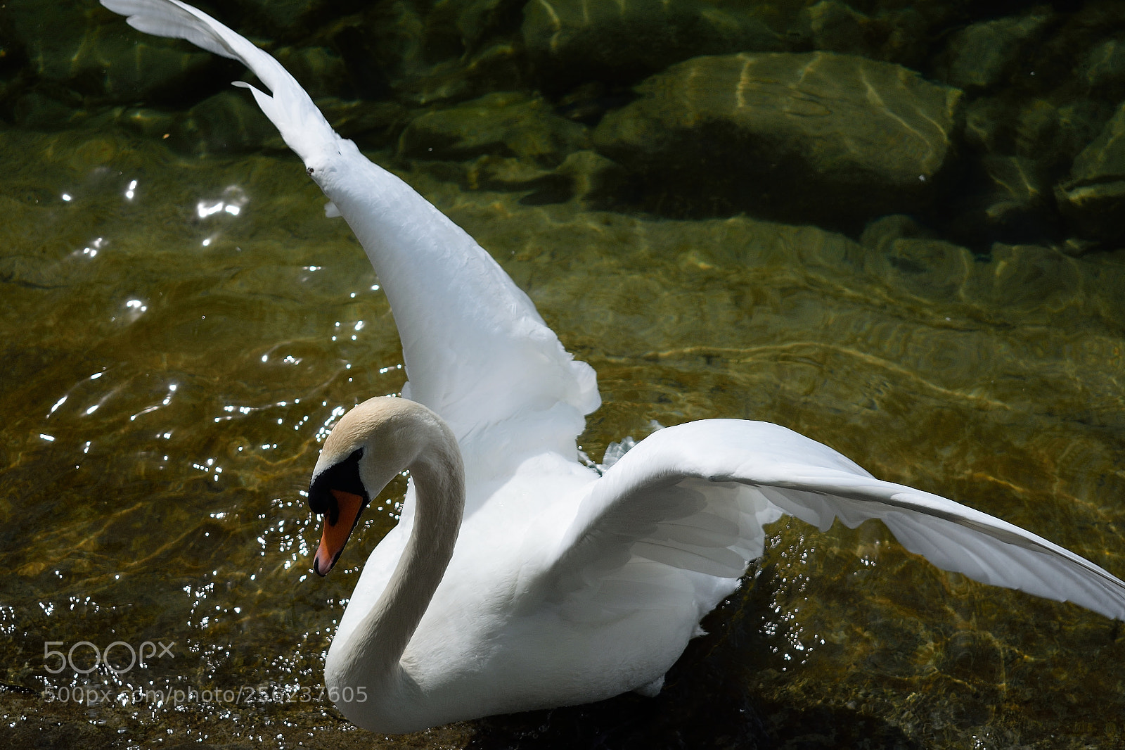 Nikon D3300 sample photo. Schwan photography