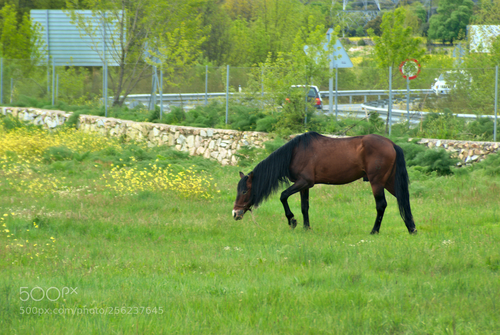 Pentax K10D sample photo. Nature on the city... photography
