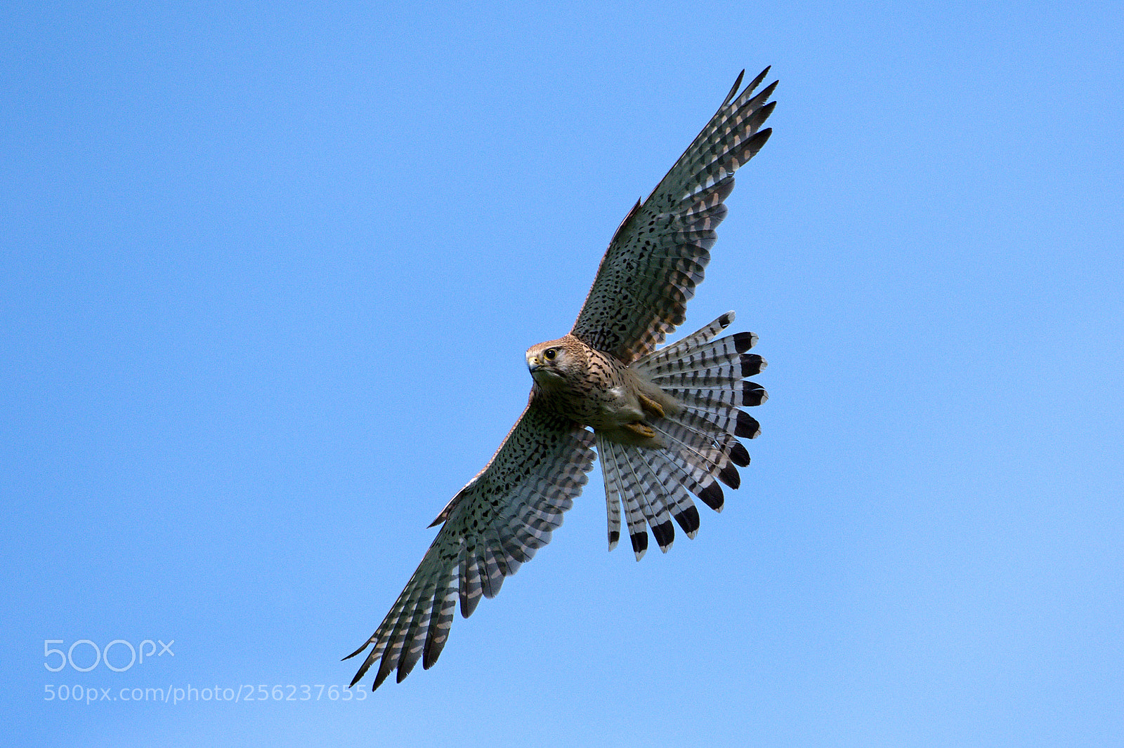 Nikon D500 sample photo. Kestrel photography