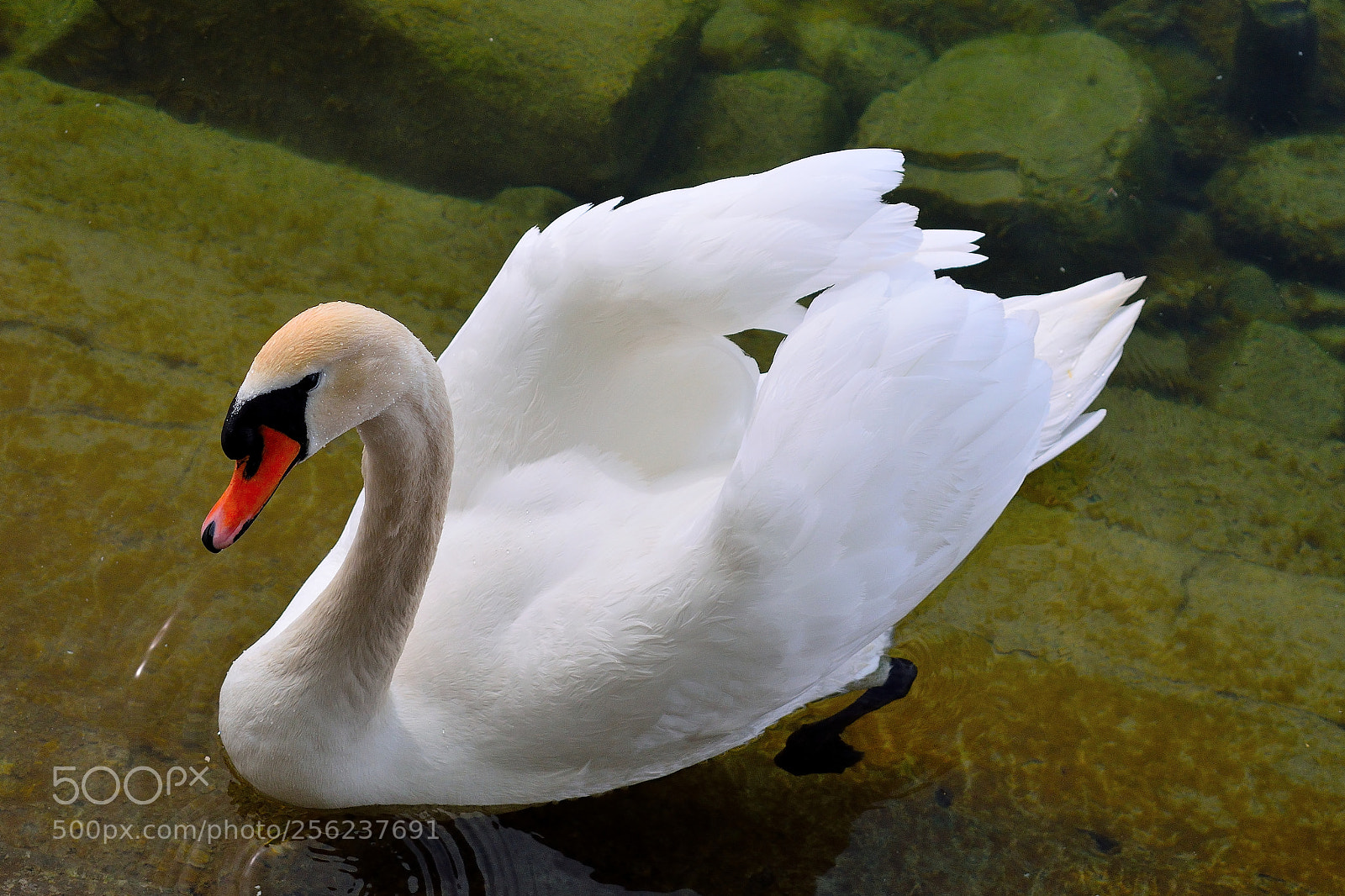 Nikon D3300 sample photo. Schwan photography