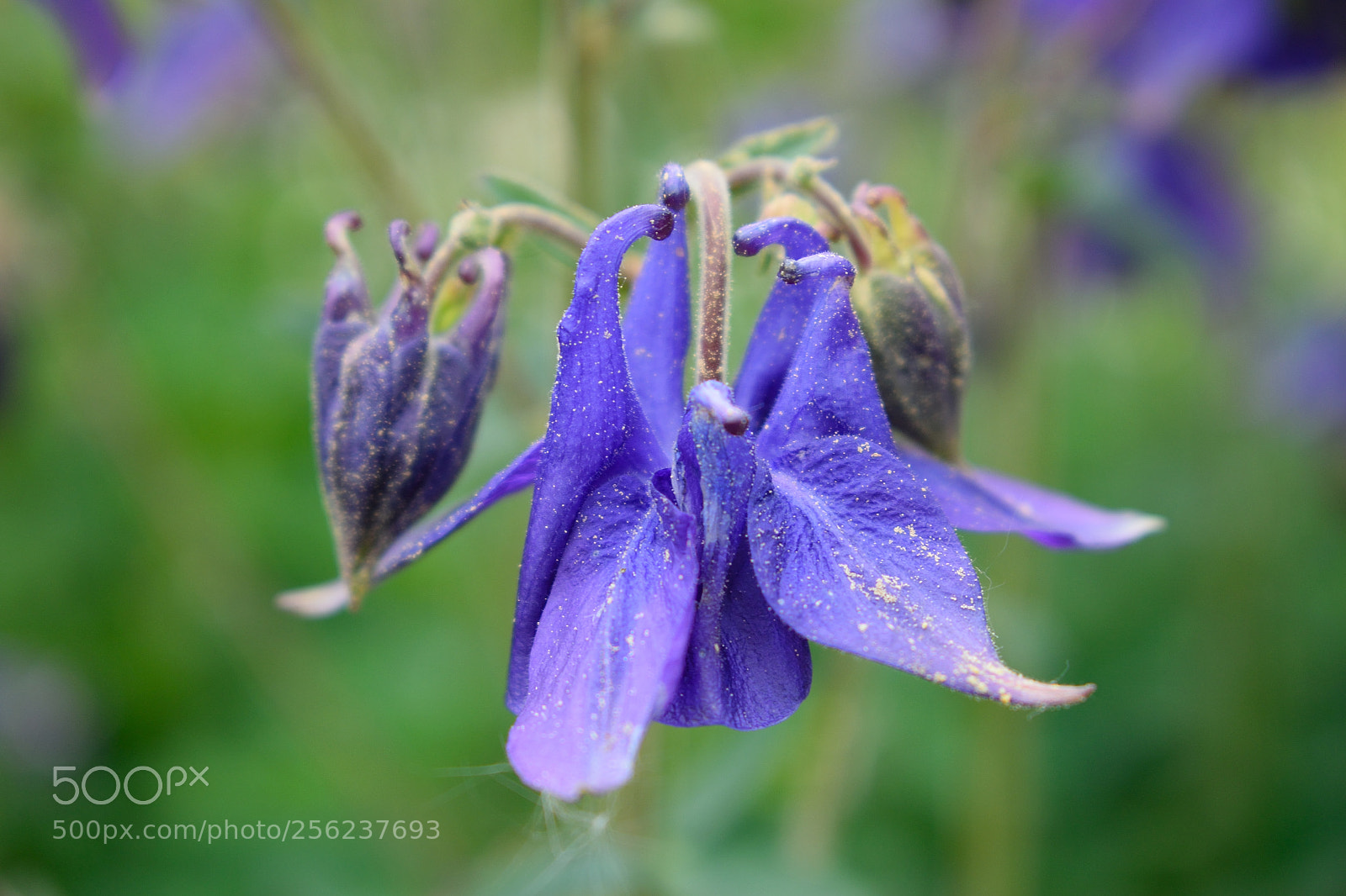 Nikon D3300 sample photo. Blume blau/violet photography