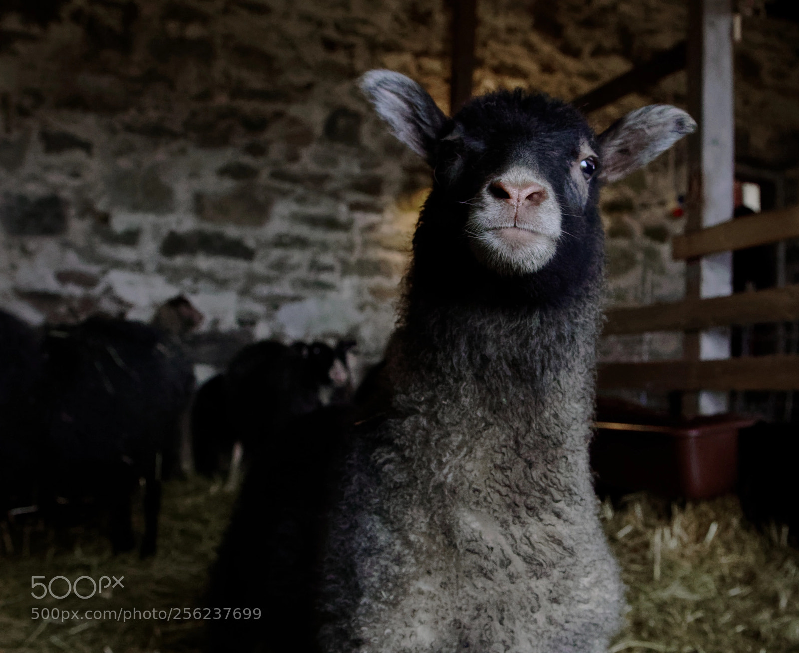 Sony a7R III sample photo. The watcher photography