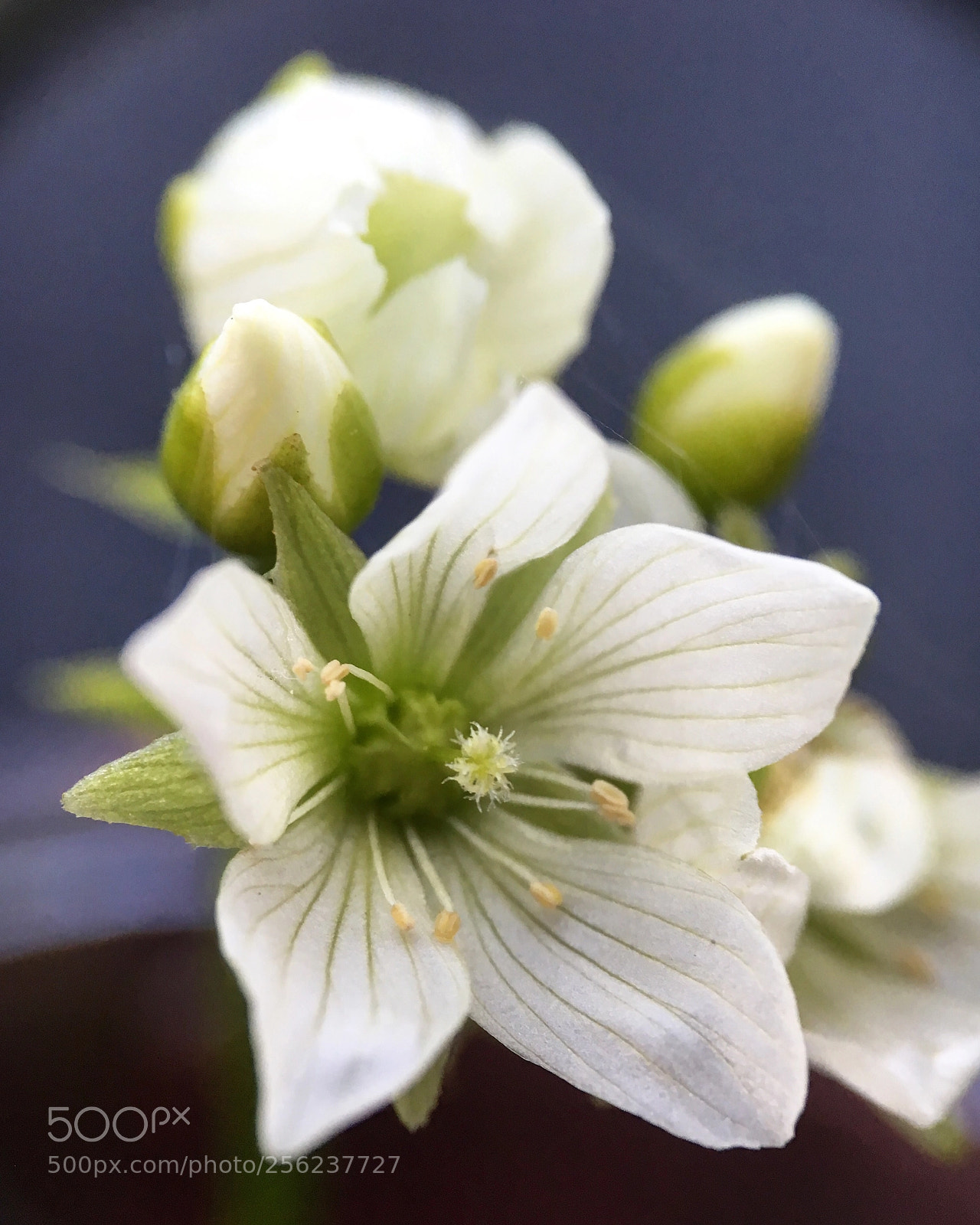 Apple iPhone 6s sample photo. Flytrap flowers i photography