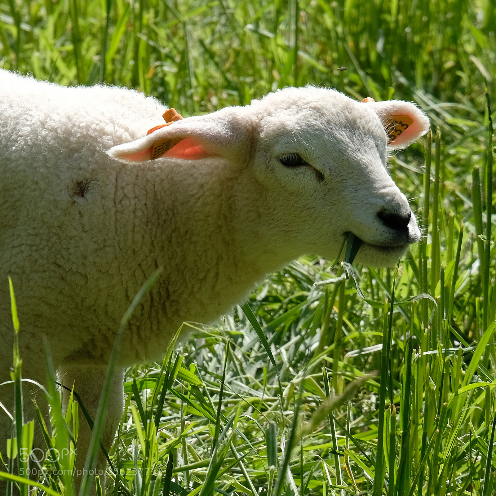 Fujifilm X-T2 sample photo. Lamb photography