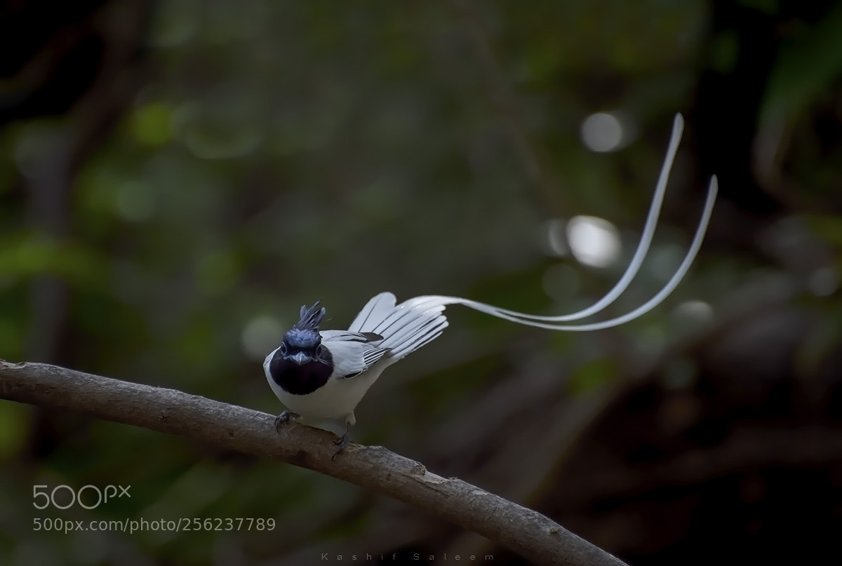 Nikon D7200 sample photo. Asian paradise flycatcher photography