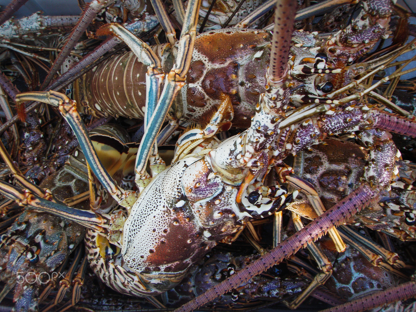 Olympus u1050SW,S1050SW sample photo. Lobster photography